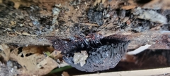 Stemonitis