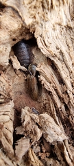 Porcellio scaber