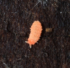 Bilobella braunerae