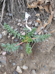 Hypseocharis
