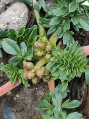 Hypseocharis
