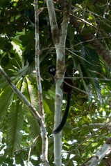 Saguinus fuscicollis