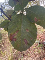 Persea americana