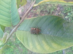 Protaetia fusca