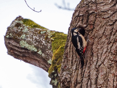 Dendrocopos major