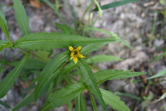 Bidens cernua