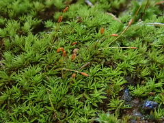 Trichostomum brachydontium