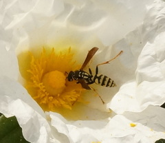 Polistes dominula