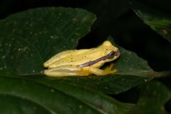 Dendropsophus rhodopeplus