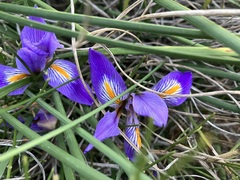 Iris unguicularis