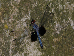 Tyriobapta torrida