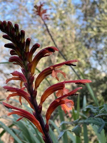 Chasmanthe floribunda