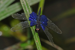 Rhyothemis triangularis