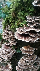 Fungi