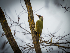 Picus viridis