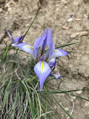 Iris unguicularis