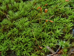 Trichostomum brachydontium