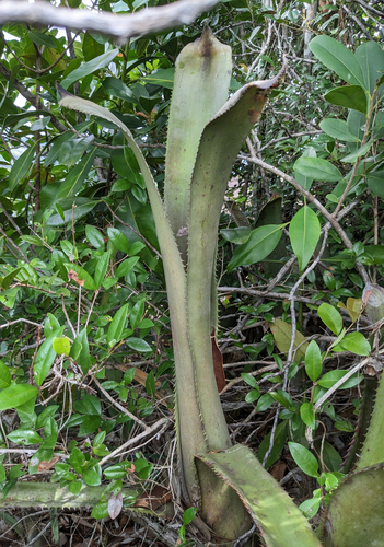 Aechmea tocantina