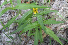 Bidens cernua