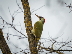 Picus viridis