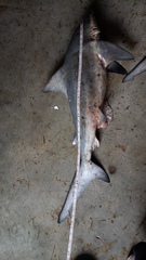Carcharhinus