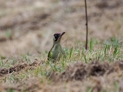 Picus viridis