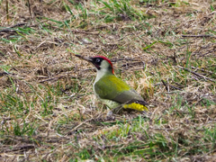 Picus viridis