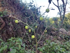 Solanum viarum