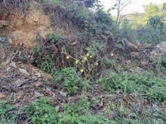 Solanum viarum