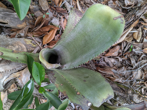 Aechmea tocantina, photograph 2
