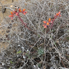 Dudleya lanceolata