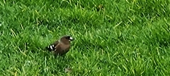Fringilla coelebs