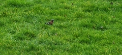 Fringilla coelebs
