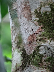 Uroplatus