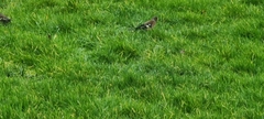 Fringilla coelebs