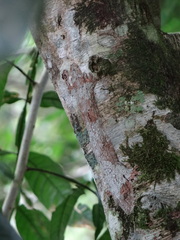 Uroplatus