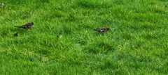 Fringilla coelebs