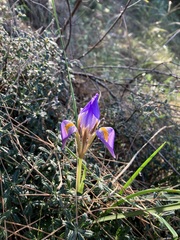 Iris unguicularis