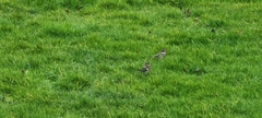 Fringilla coelebs