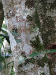 Uroplatus