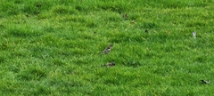 Fringilla coelebs