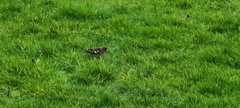 Fringilla coelebs