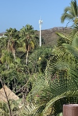 Pitangus sulphuratus