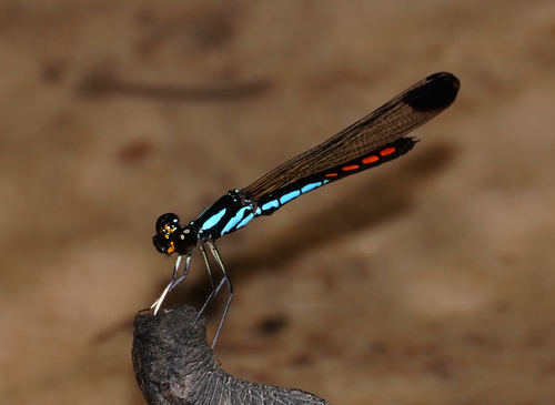 Libellago phaethon