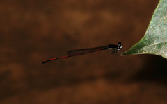 Prodasineura hyperythra