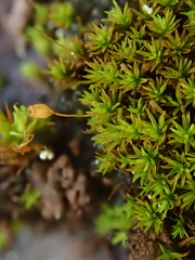 Gymnostomum aeruginosum