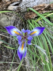 Iris unguicularis