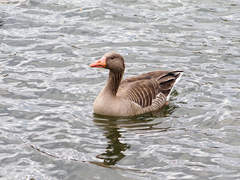 Anser anser