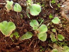 Riccia gougetiana