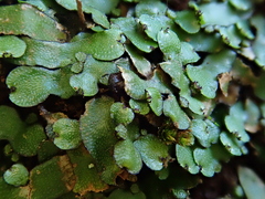 Targionia hypophylla